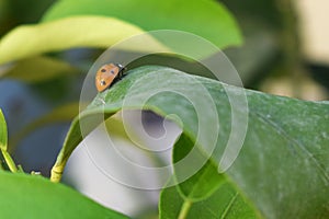 Beautiful Ladybird on a leaf